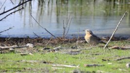 2018.03.16 Wryneck.JPG