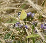 P1690158.jpeg  Clouded Yellow hellice.jpg