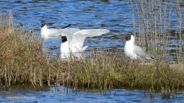 2018.03.16 Mediterranean Gull.JPG