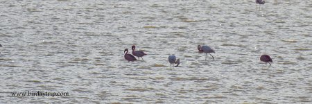 2018.03.16 Lesser Flamingos.JPG