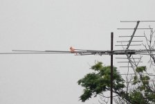 Pink Cardinal.jpg