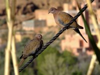 Laughing Dove.jpg