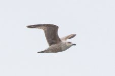 Large gull 3730.jpg