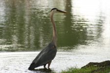 Heron 1a.jpg