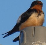 barn swallow bf (2).JPG