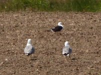 Baltic gull FUSCUS Fanorameni 220518 by Michael Smith.JPG