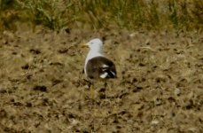 Baltic gull FUSCUS Fanorameni 220518 by Michael Smith 2.JPG