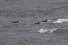 20180330 (1)_American_White-winged_Scoter.JPG