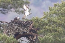 20180330 (19)_Osprey.JPG