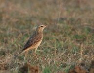 Pipit2.jpg