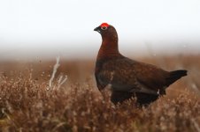 20180331 (14)_Red_Grouse.JPG