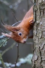 20180331 (19)_Red_Squirrel.JPG