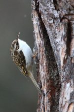 20180331 (37)_Treecreeper.JPG