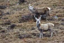 20180331 (62)_Red_Deer.JPG