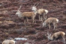 20180331 (63)_Red_Deer.JPG