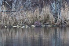 20180331 (70)_European_Beaver.JPG