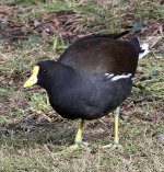 moorhen.jpg