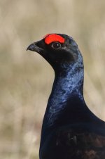 20180401 (1)_Black_Grouse.JPG