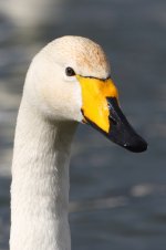 20180401 (17)_Whooper_Swan.JPG