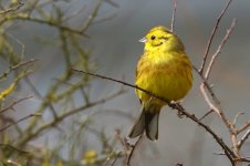 20180401 (41)_Yellowhammer.JPG