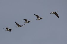 20180401 (42)_Barnacle_Goose.JPG