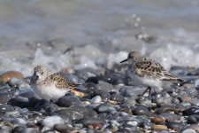 sanderling_Helgoland_20180511_a.jpg