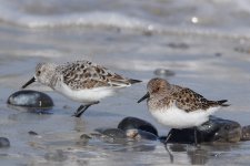 sanderling_Helgoland_20180511_b.jpg