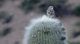 DSC00384 mockingbird sp. @ Humahuaca Valley NW Argentina.jpg