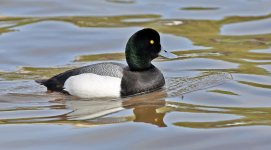 Scaup.jpg