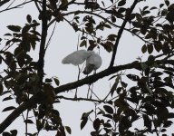 snowy cotinga preening.JPG