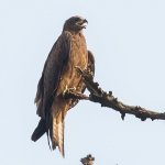 Red-Kite2.jpg