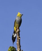 long tailed silky2.jpg