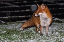 20180317 (3)_Red_Fox.JPG