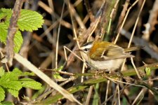 Firecrest 50.jpg