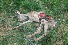 Roe Deer casualty lt 1.jpg