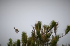 Fork-tailed Robin 50.jpg