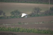 large white heronid flying east 50.jpg