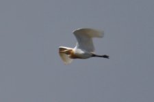 Eastern Cattle Egret.jpg