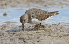 Temminck's Stint_1239.jpg