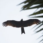 Red-Kite-Out-of-focus.jpg