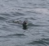 seal visiting boat.jpg