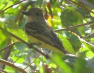 1a flycatcher.JPG