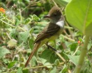 2c flycatcher.JPG