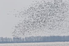 Flock of Pochard arriving North end Gedalou.jpg