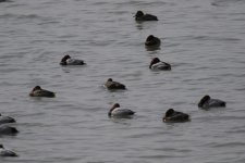 Sleeping Pochard (1).jpg