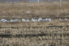 Mongolian Gull.jpg