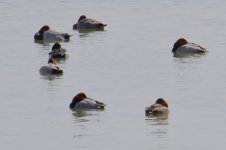 Sleeping Pochard.jpg