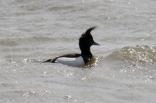 Tufted Duck (1).jpg