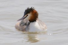 Great Crested Grebe.jpg