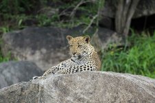 Leopard rsa 3.jpg